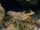 Caribbean Spiny Lobster