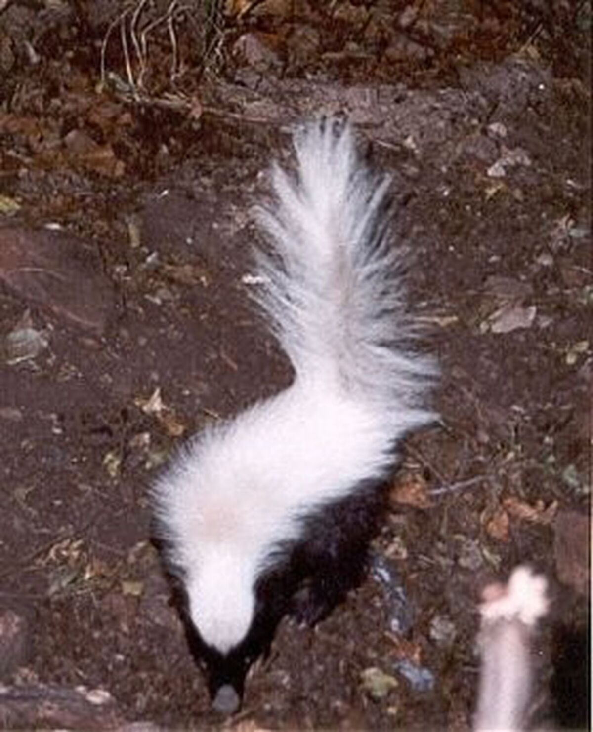 American Hog Nosed Skunk Naturerules1 Wiki Fandom 4926