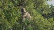 Love on Safari (2018)
