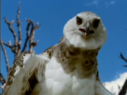Land of Lost Monsters AKA Monsters We Met (2004) Played by a Harpy Eagle