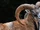 Mouflon