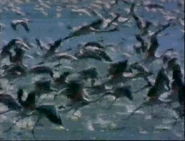 Amazing Animals (1996-1999)