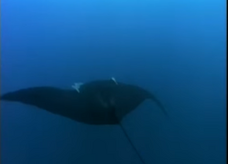 Giant Oceanic Manta Ray, NatureRules1 Wiki