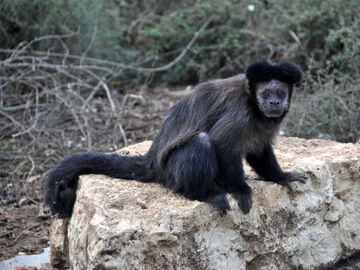 Black-horned Capuchin | NatureRules1 Wiki | Fandom Black-horned Capuchin | NatureRules1 Wiki | Fandom