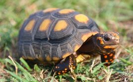 Da-red-footed-tortoises-adult 20417.1436381995.1280.1280