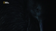 Extreme Animal Babies (2016)