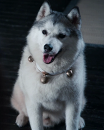 The Untamed (2019)