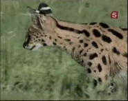 Serengeti Mosaic (1998)