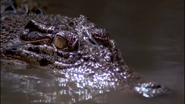 Wild Asia (2002)