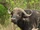 Cape Buffalo