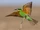 Blue-cheeked Bee-eater