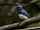 Blue-and-white Flycatcher