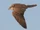 Saker Falcon