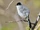 Black-tailed Gnatcatcher