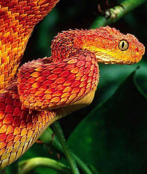 Bush Viper, Atheris squamiger, Native to Eastern Africa