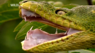 Amazon Claws (2005)