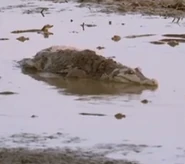 Andy's Aquatic Adventures (2020)