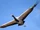 Demoiselle Crane
