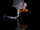 Greater Bulldog Bat