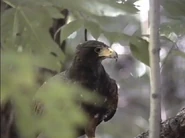 Kratts' Creatures (1996)