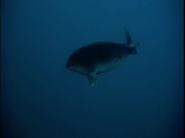 Predators (2000)