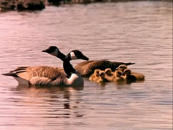 Canada goose valencia wiki cheap