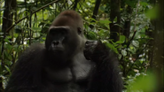 Wild Congo (2014)