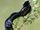 Jackson's Widowbird
