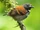 Spotted Antbird