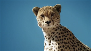 African Bambi (2007)