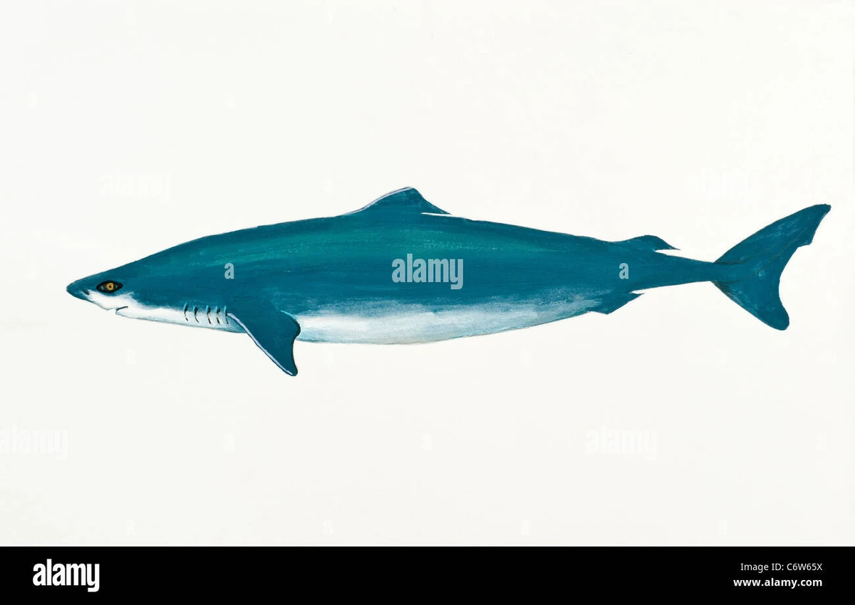 Little Sleeper Shark | NatureRules1 Wiki | Fandom