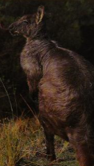 Black-flanked Rock Wallaby, NatureRules1 Wiki