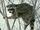 North American Raccoon