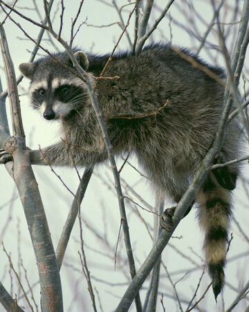bøf aspekt stål North American Raccoon | NatureRules1 Wiki | Fandom
