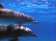Why Dogs Smile and Chimpanzees Cry (1999)