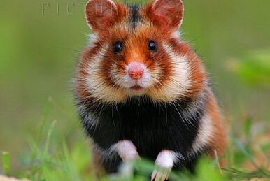 Campbell's dwarf hamster - Wikipedia