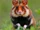 Black-bellied Hamster