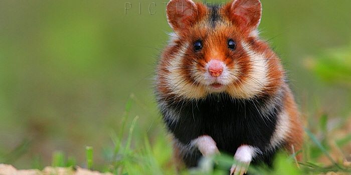 European hamster, All Species Wiki