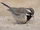 Black-throated Sparrow