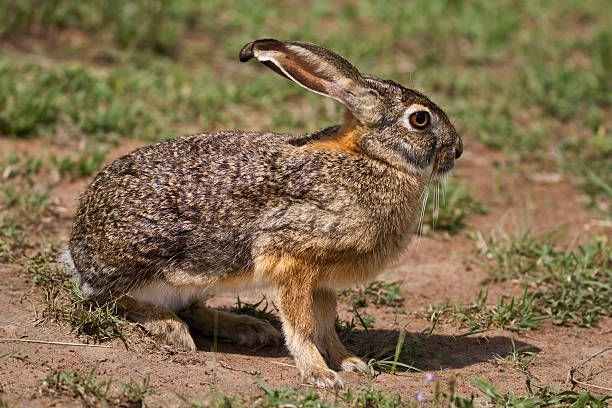 African Savanna Hare | NatureRules1 Wiki | Fandom