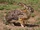 African Savanna Hare