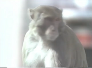 Amazing Animals (1996-1999)