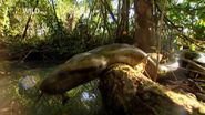 Amazon Claws (2005)