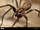 Domestic House Spider