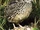 Common Quail