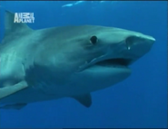 Hammerhead (2004)