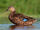 Mottled Duck