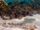 Northern Wobbegong