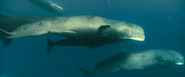 Oceans (2009)