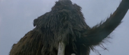 Quest for Fire (1981)